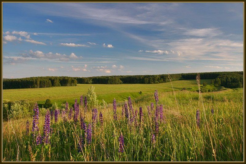 лето, поля, облака, цветы К вечеру....photo preview
