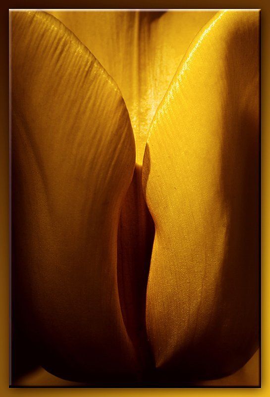 макро,цветы,лето,ассоциации Цветы красноречияphoto preview