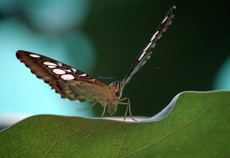 бабочка лето макро танец, Александр Абалихин