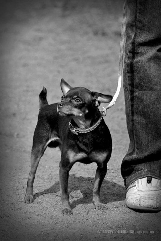 собака, прогулка, монстр, той терьер, ч/б, чб, жанр, юмор Прогулка в парке без дога...photo preview