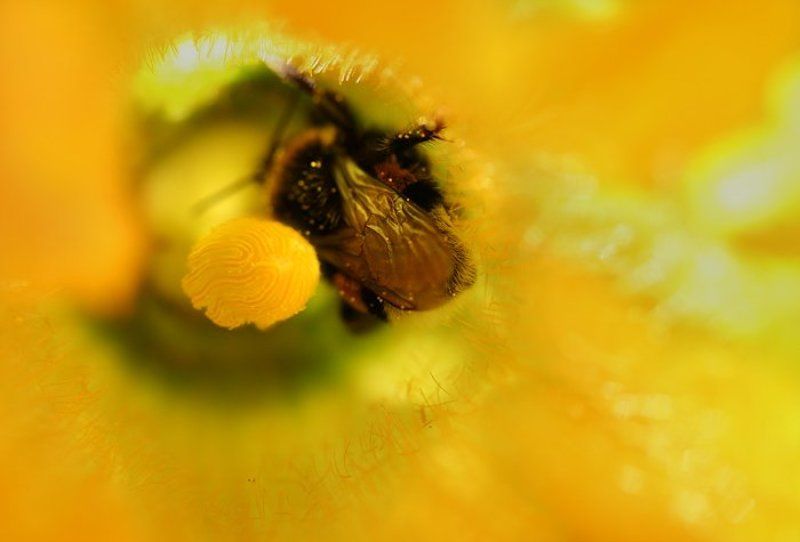 Солнечный дом фото превью