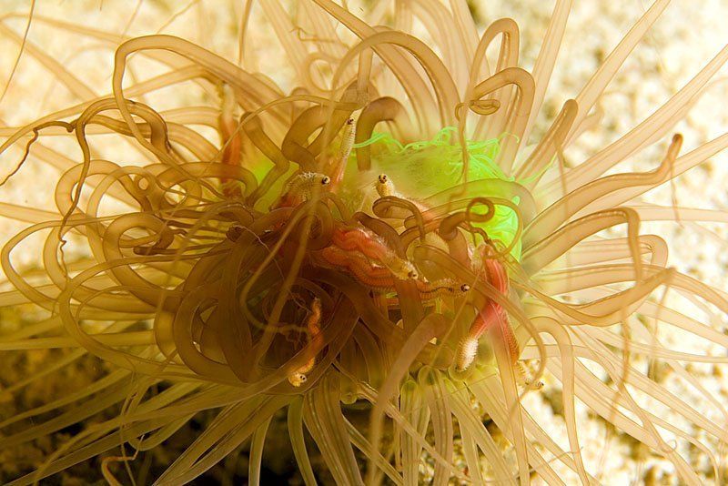 amphinomidae, pherecardia, striata, актиния, подводное, фото, дайвинг Эпицентрphoto preview