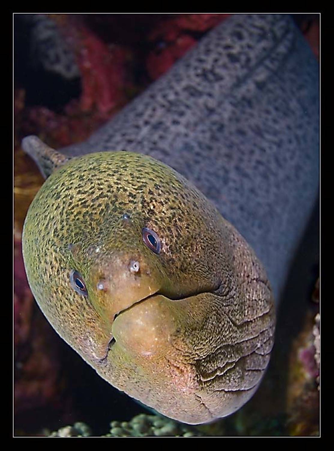 зайцев, мурена, красное море, Алексей Зайцев