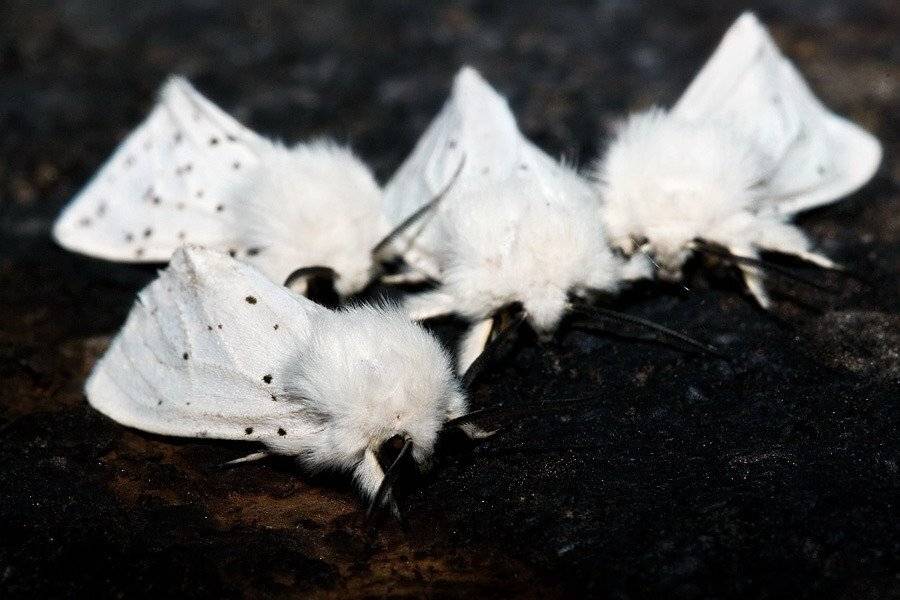 Белый саммит (групповой портрет). Автор: Sir Fisher , Sir Fisher