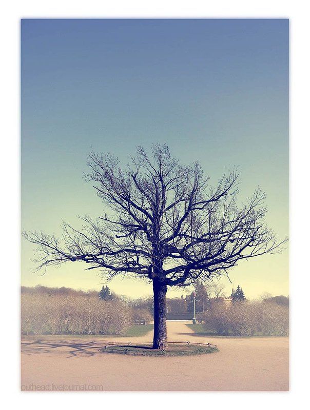 питер, марсово поле, дерево when you alivephoto preview