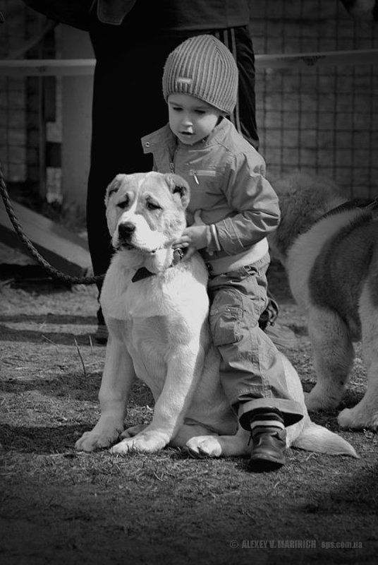 ребенок, собака, жанр, 4х4, ч/б, чб, выставка, кинология, дети, животные, соревнования, киев, украина, кубок, турнир, 50мм 4х4photo preview
