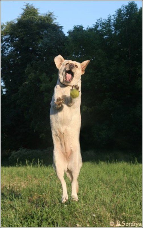 лабрадор, собака про Лабролет)photo preview