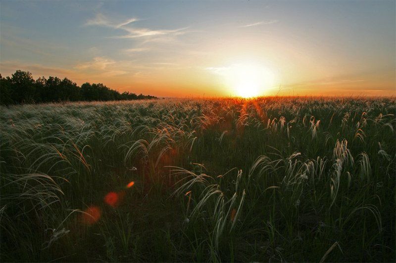 кавыль, поле, закат ***photo preview