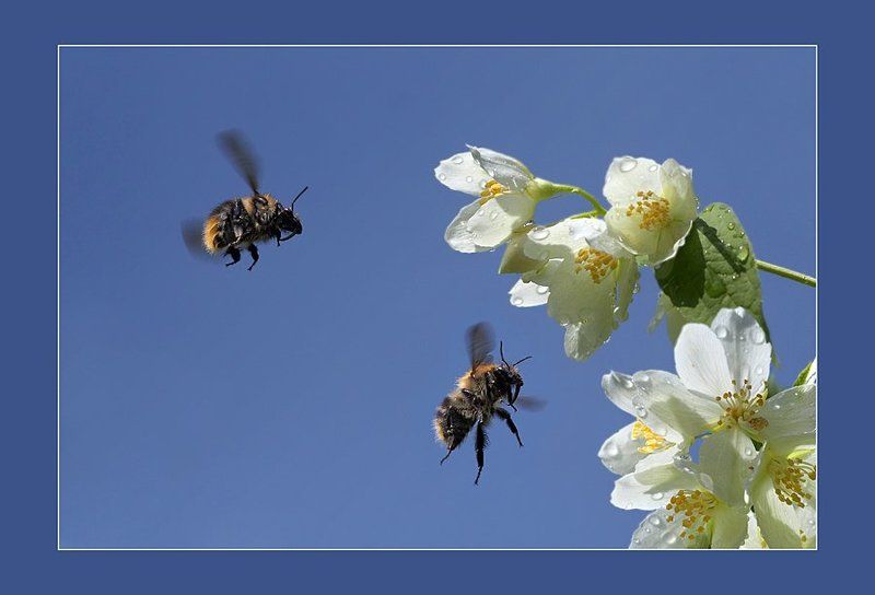 Атака на МёД фото превью