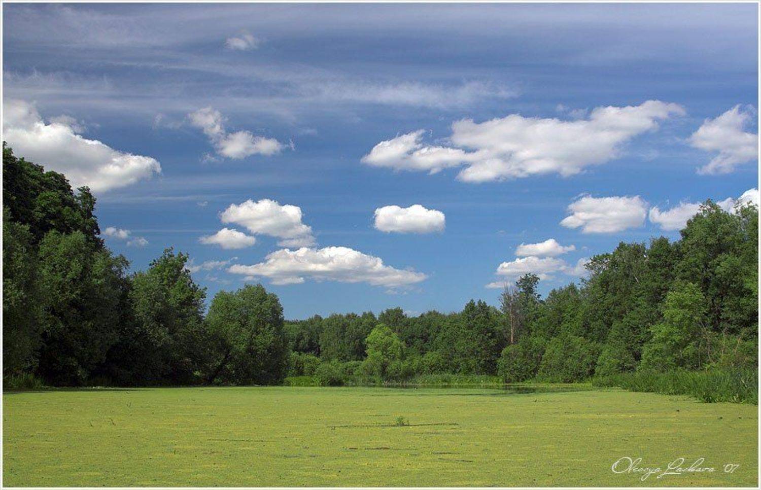 Елизаветинские пруды. Заросший.. Автор: Олеся Ласкова пруд, покровское-стрешнево, Олеся Ласкова