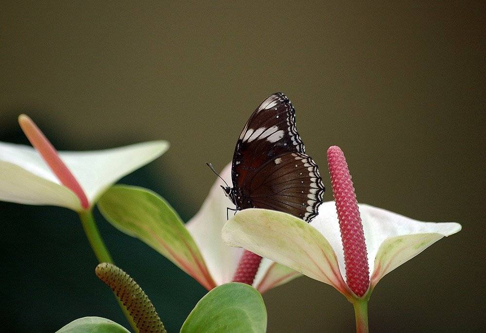 Послеполуденный сон. Автор: Александр Абалихин воздух, объём, ароматы, сон, Александр Абалихин