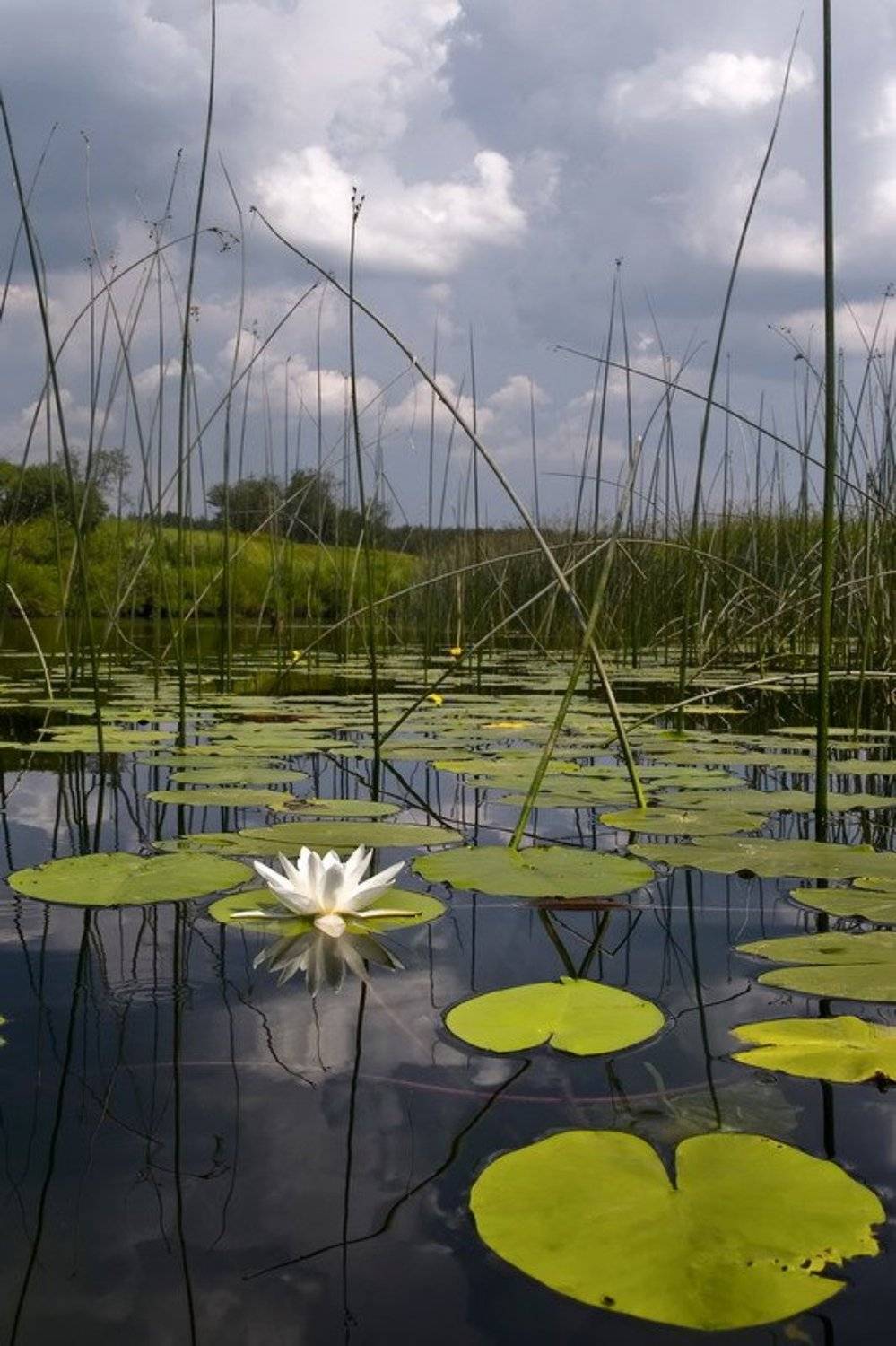 , Венцель Александр
