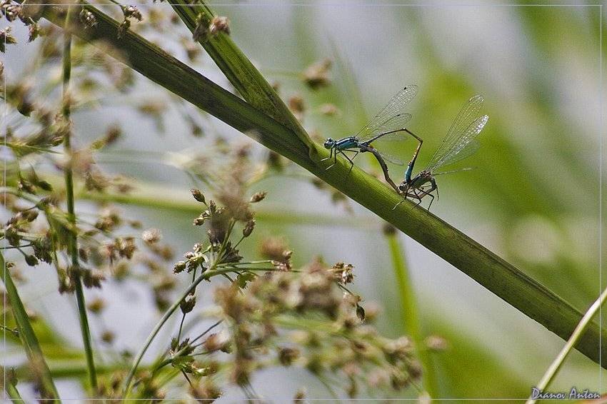Это любовь.... Автор: Тоша , Тоша