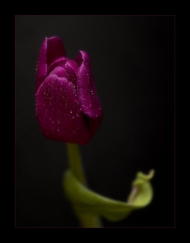 Цветочная серия (6)photo preview