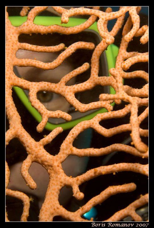 дайвинг гаргонария подводный портрет Твой взглядphoto preview