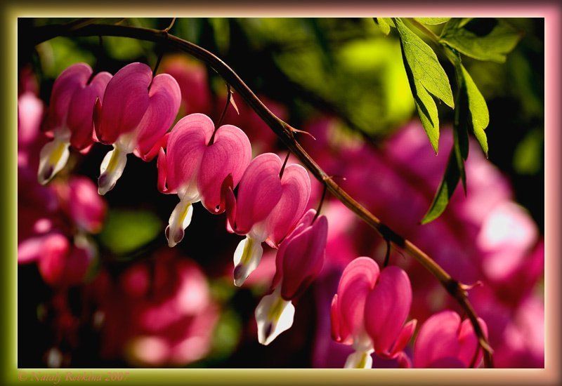 цветы,ассоциации,сердечки Коллекция Марго или Мужские сердцаphoto preview