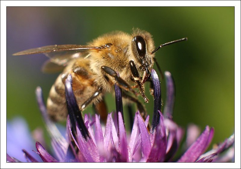 макро, пчела,цветок,макромир За секунду до взлетаphoto preview