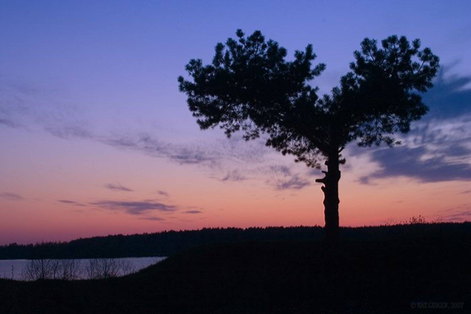 Сердце. Автор: Ginger дерево, сердце, закат, вода, Ginger