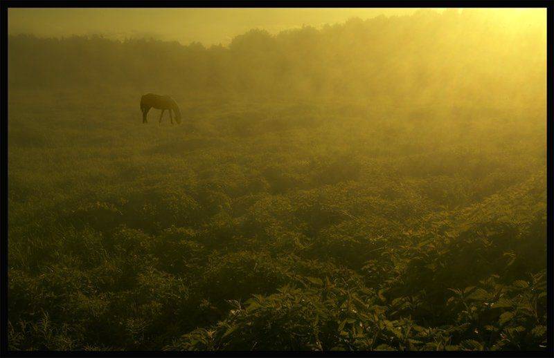 ...про утренний туман, лошадку и ёжика, которого не видно, но он есть.... Автор: Vadim Balakin , Vadim Balakin