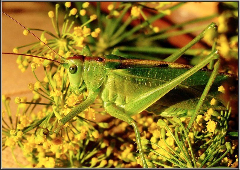 насекомые, макро, саранча Будешь мешать, забодаю...photo preview