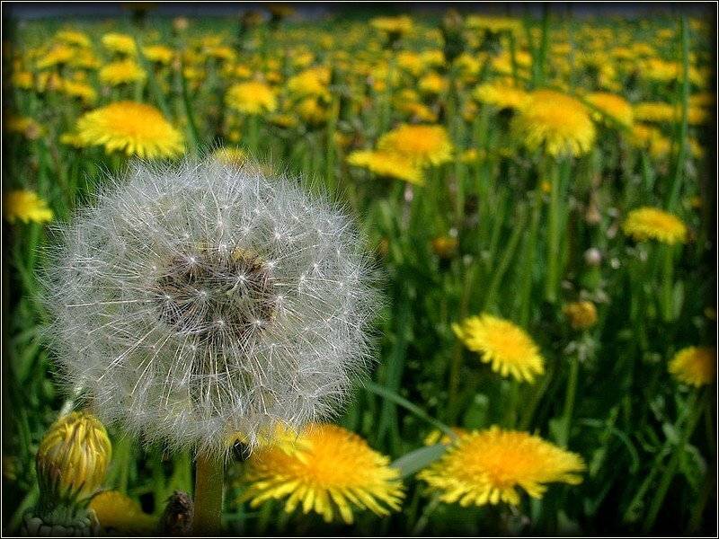 одуванчики, ворона, свой-чужой, senjor