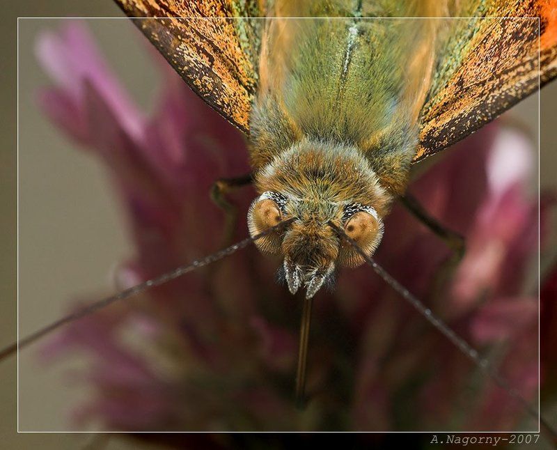 бабочка, репейница, чертополоховка, cynthia vanessa cardui, painted lady Портрет румяной дамы =)photo preview