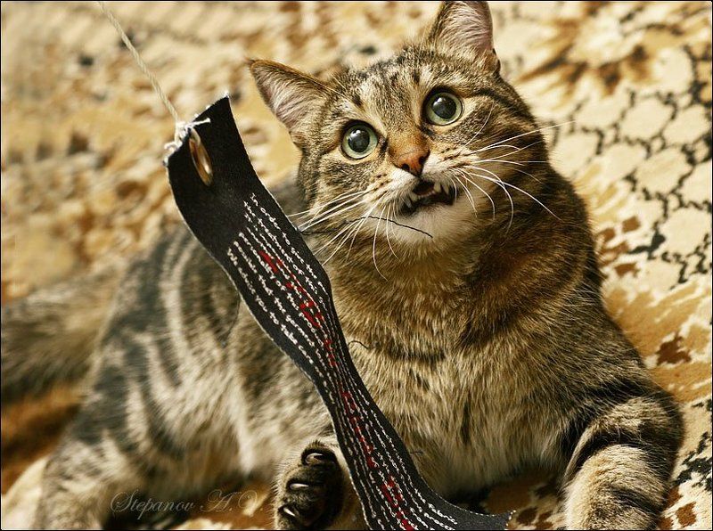 мы будем играть кот любимый Мы будем играть?photo preview