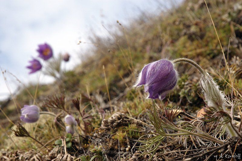 подснежник колыма первоцвет нежные цветы сурового края...photo preview