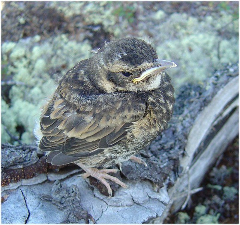 кукша,птенец Птенец дроздаphoto preview