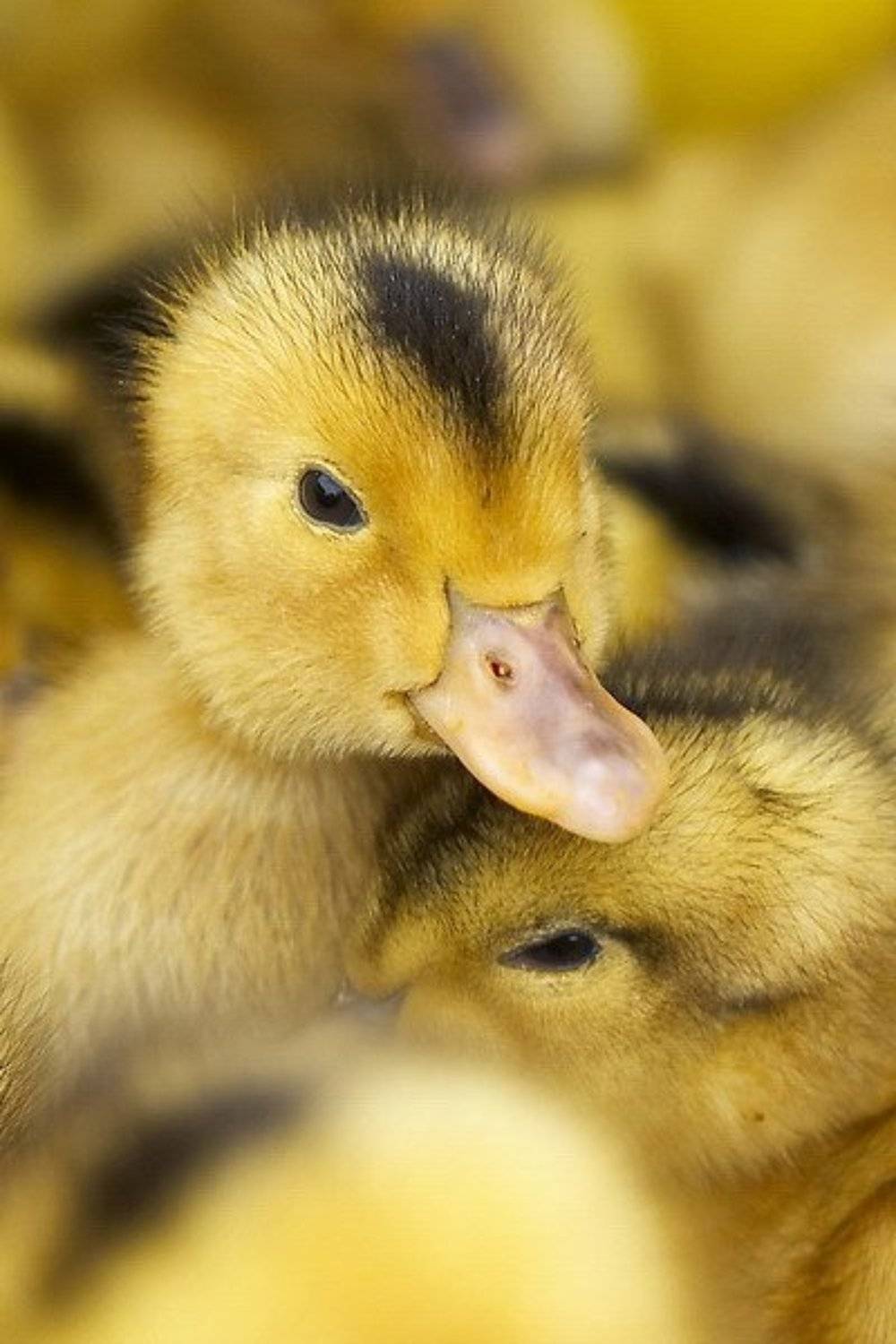 ***. Автор: Венцель Александр , Венцель Александр