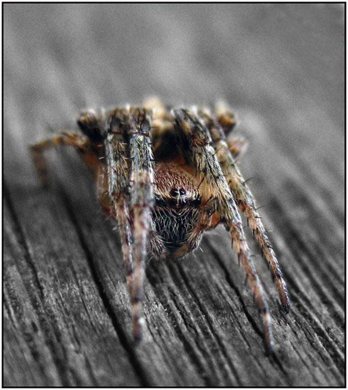 притаилсяphoto preview