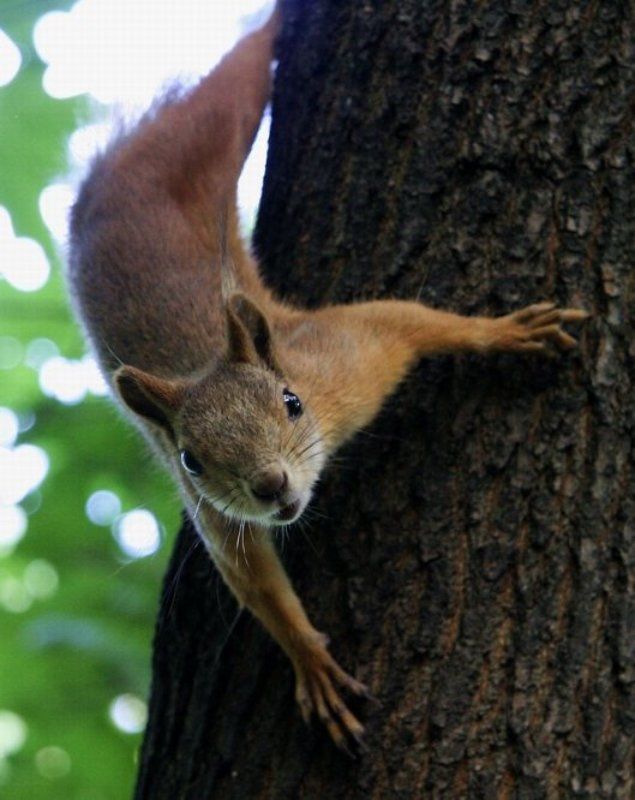 Белкаphoto preview