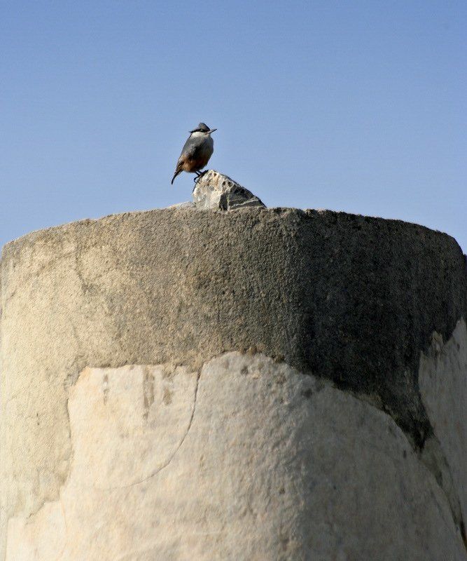 турция, эфес, колонна, птица Царь горы.photo preview