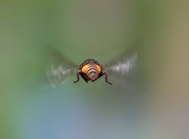 муха, журчалка, полёт, Надежда Муравьёва