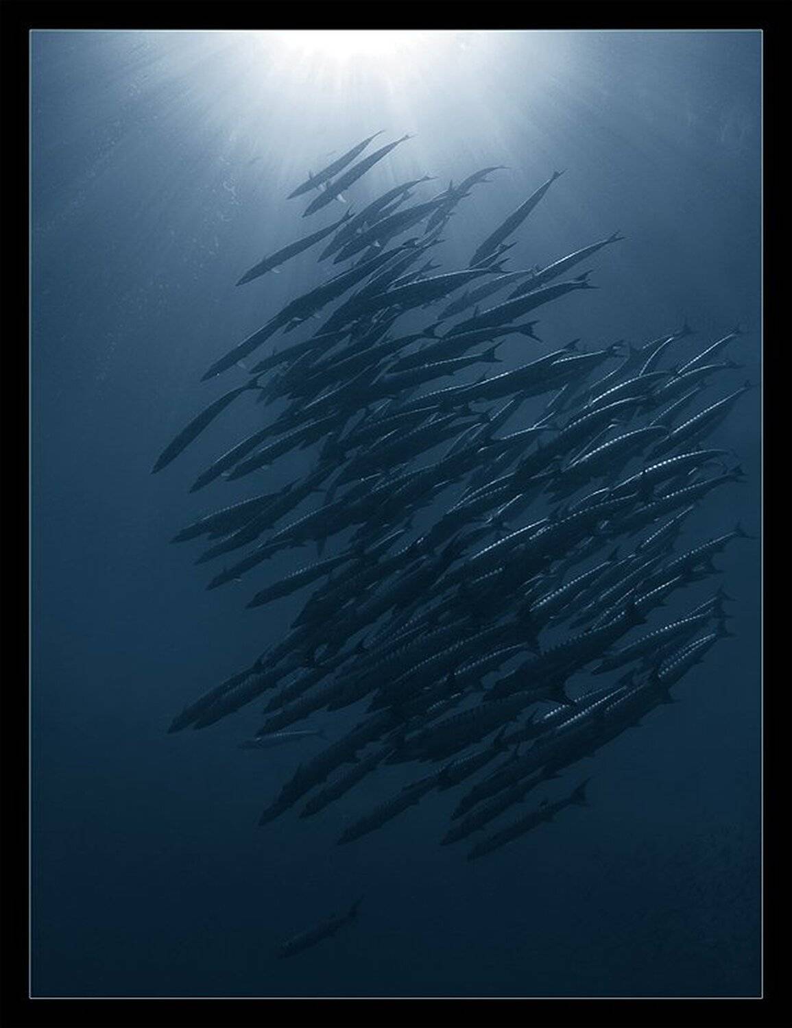 барракуды, филиппины, панглао, баликасаг, Torchuck