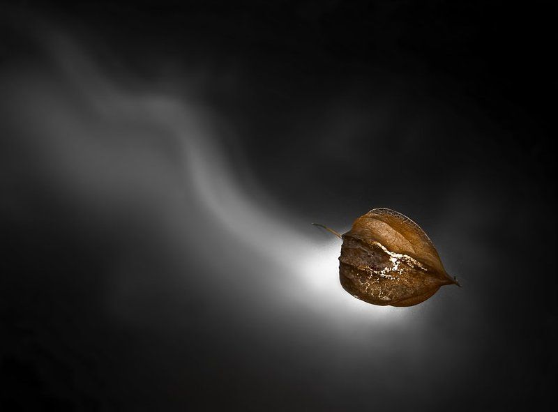 физалис Умирающая комета фото превью