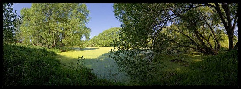 подмосковье, пруд, старый, ива, панорама Старый прудphoto preview