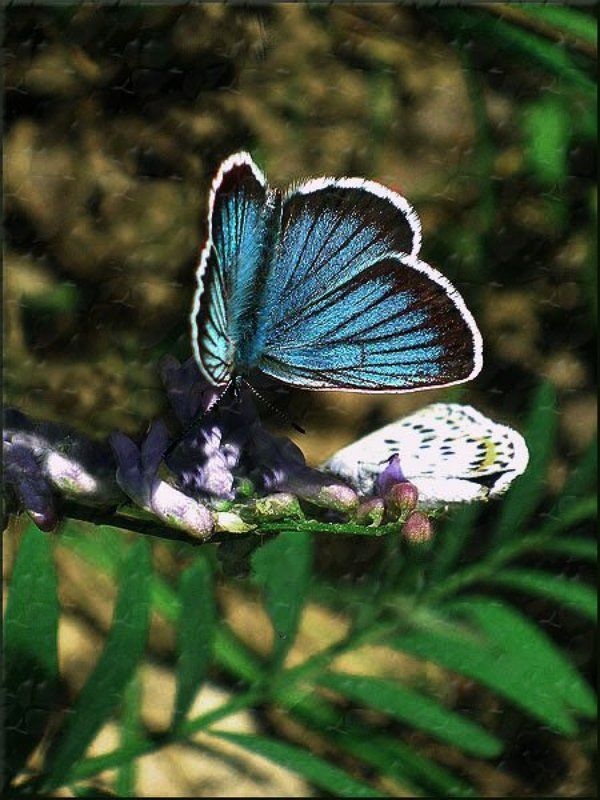 Две бабочки фото превью