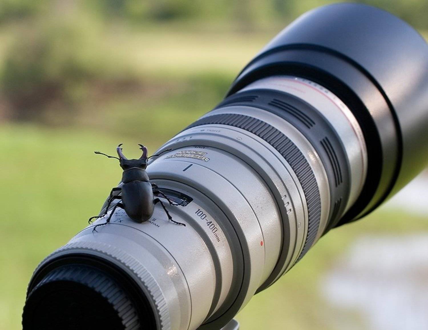 Приземление жучка на край телевичка. Автор: Alexey , Alexey