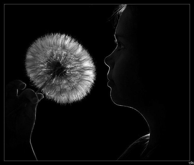 одуванчик Одуванчикиphoto preview