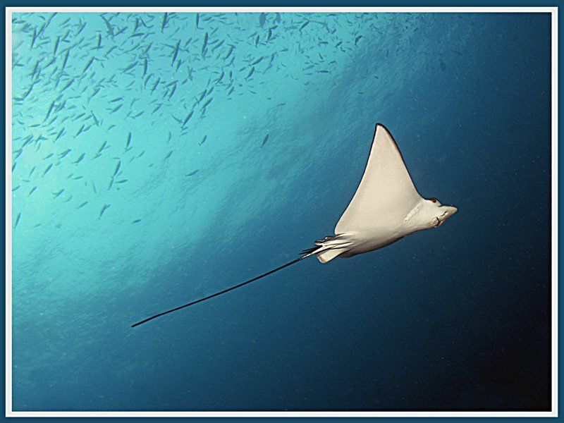 В свободном полётеphoto preview