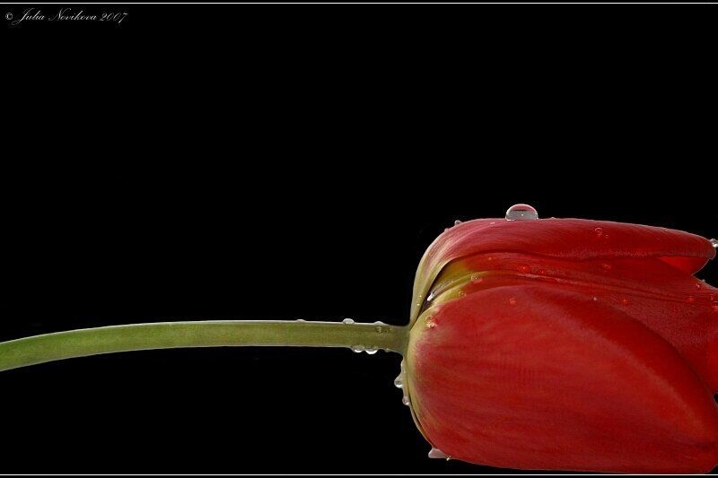 тюльпан, капли C капельками.photo preview