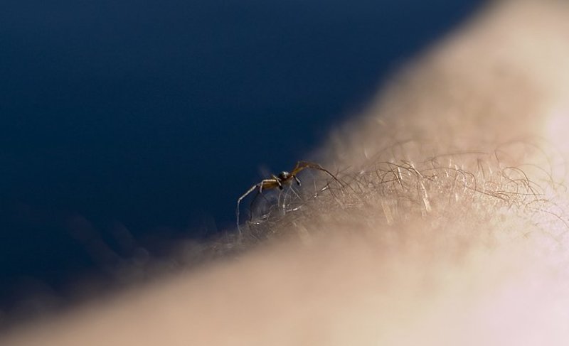 паук,волосатая рука Случайный гостьphoto preview
