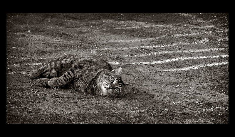 Про кота, который терял полоски...photo preview