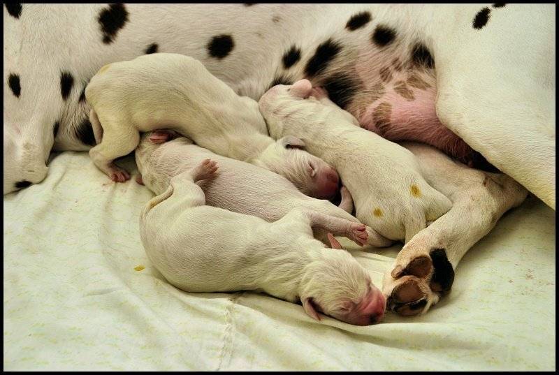 4 мушкетёра. Автор: Cairns (Павел Васильев) далматинец, щенки, Cairns (Павел Васильев)