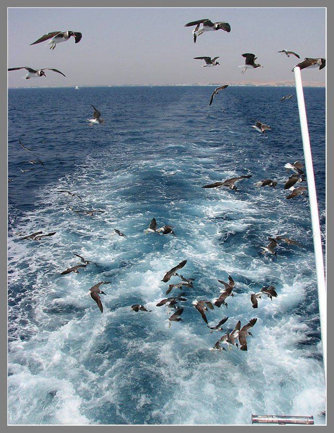 , Лунный Ежик