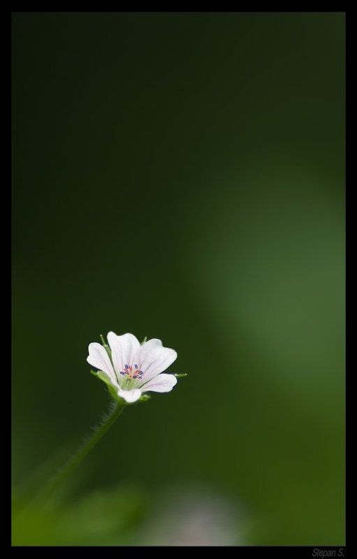 ветренница *photo preview