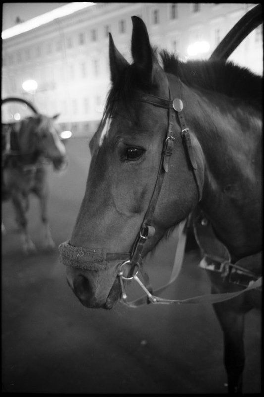 коник ::господи, когда же я сдохну?::photo preview