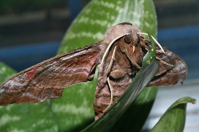 ночной гостьphoto preview