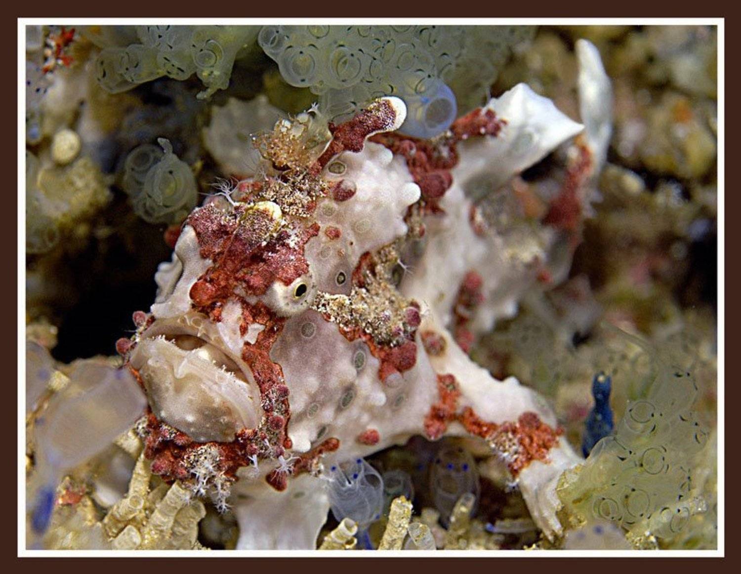 , Медведева Елена